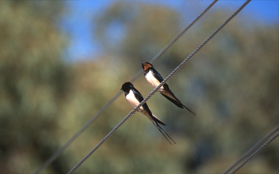 Golondrina comn