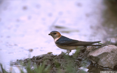 Golondrina durica