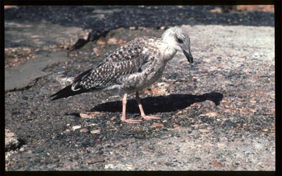 Gaviota argntea