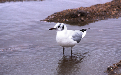 Gaviota reidora