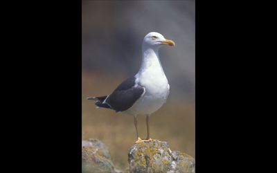 Gaviota sombra