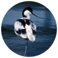 Avoceta comn