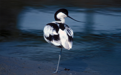 Avoceta comn