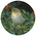 Mosquitero comn