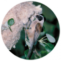 Pájaro-moscón europeo