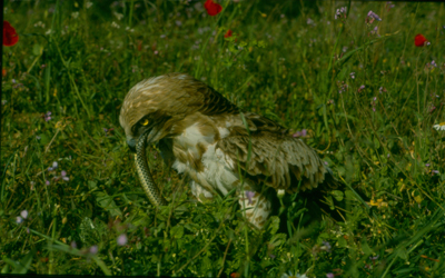 guila culebrera