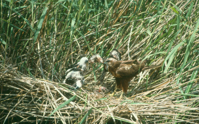 Aguilucho lagunero occidental