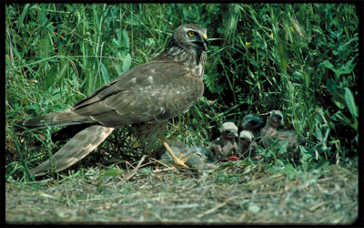 Aguilucho plido