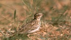 Galera de fotos: Descubrir Quijorna por la Caada Real Segoviana